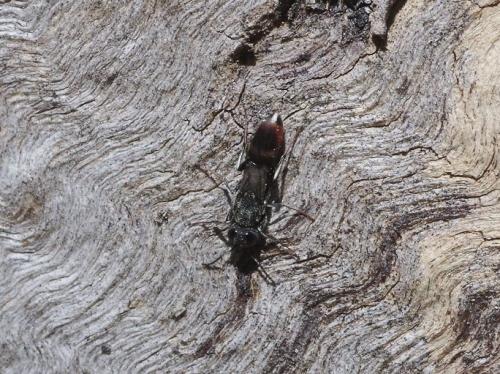 Orussus abietinus